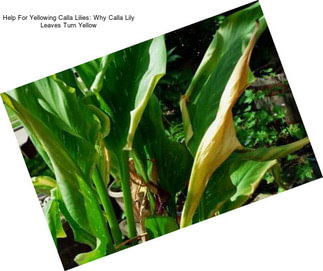 Help For Yellowing Calla Lilies: Why Calla Lily Leaves Turn Yellow