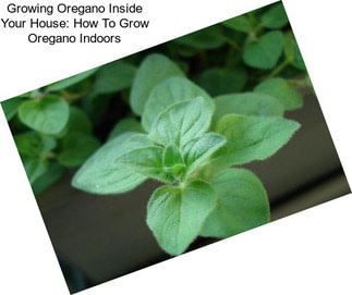 Growing Oregano Inside Your House: How To Grow Oregano Indoors