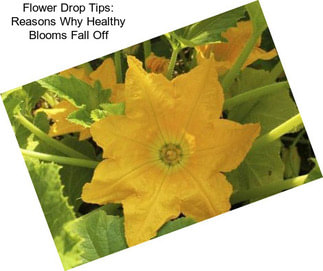 Flower Drop Tips: Reasons Why Healthy Blooms Fall Off