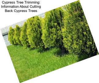 Cypress Tree Trimming: Information About Cutting Back Cypress Trees