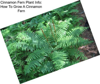 Cinnamon Fern Plant Info: How To Grow A Cinnamon Fern