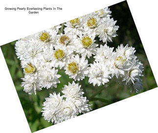 Growing Pearly Everlasting Plants In The Garden