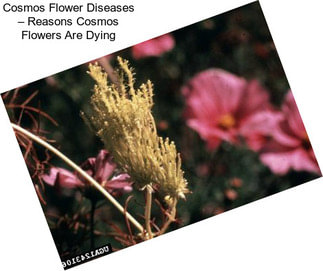 Cosmos Flower Diseases – Reasons Cosmos Flowers Are Dying