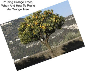 Pruning Orange Trees: When And How To Prune An Orange Tree