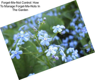 Forget-Me-Not Control: How To Manage Forget-Me-Nots In The Garden