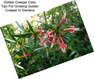 Golden Creeper Care: Tips For Growing Golden Creeper In Gardens