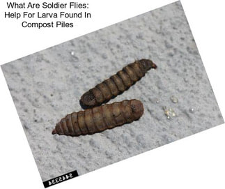 What Are Soldier Flies: Help For Larva Found In Compost Piles