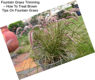 Fountain Grass Trimming – How To Treat Brown Tips On Fountain Grass