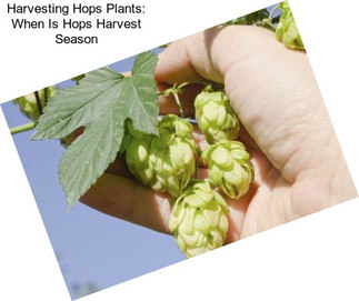 Harvesting Hops Plants: When Is Hops Harvest Season