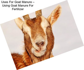 Uses For Goat Manure – Using Goat Manure For Fertilizer
