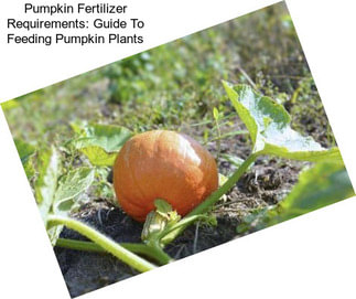 Pumpkin Fertilizer Requirements: Guide To Feeding Pumpkin Plants
