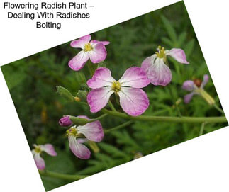 Flowering Radish Plant – Dealing With Radishes Bolting