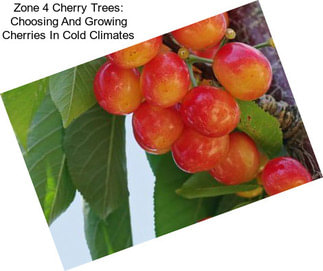 Zone 4 Cherry Trees: Choosing And Growing Cherries In Cold Climates