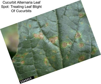 Cucurbit Alternaria Leaf Spot: Treating Leaf Blight Of Cucurbits