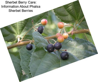 Sherbet Berry Care: Information About Phalsa Sherbet Berries