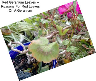 Red Geranium Leaves – Reasons For Red Leaves On A Geranium