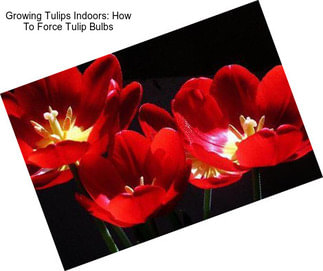 Growing Tulips Indoors: How To Force Tulip Bulbs