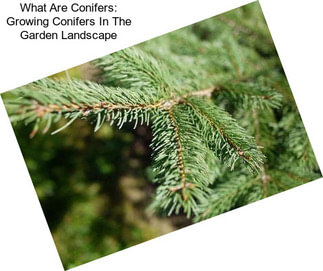 What Are Conifers: Growing Conifers In The Garden Landscape