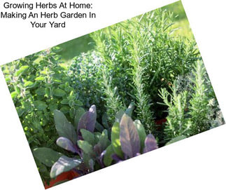 Growing Herbs At Home: Making An Herb Garden In Your Yard