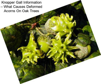 Knopper Gall Information – What Causes Deformed Acorns On Oak Trees