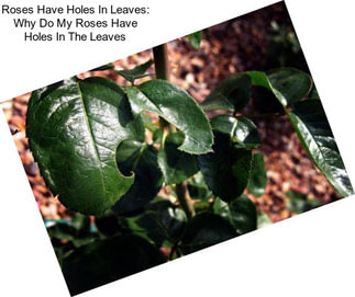 Roses Have Holes In Leaves: Why Do My Roses Have Holes In The Leaves