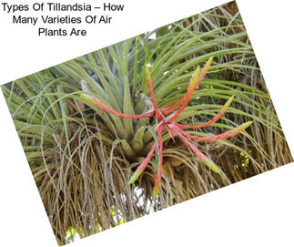 Types Of Tillandsia – How Many Varieties Of Air Plants Are