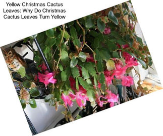 Yellow Christmas Cactus Leaves: Why Do Christmas Cactus Leaves Turn Yellow