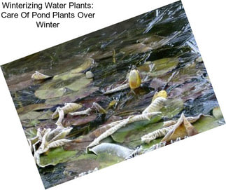 Winterizing Water Plants: Care Of Pond Plants Over Winter