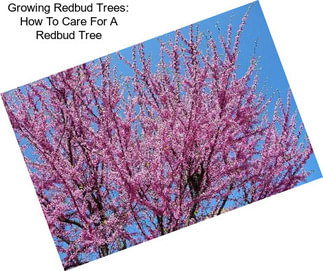 Growing Redbud Trees: How To Care For A Redbud Tree