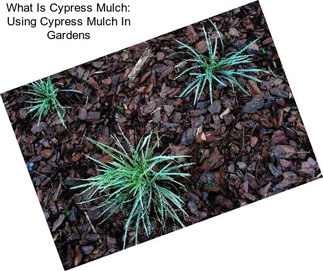 What Is Cypress Mulch: Using Cypress Mulch In Gardens