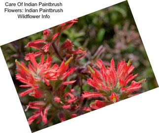Care Of Indian Paintbrush Flowers: Indian Paintbrush Wildflower Info