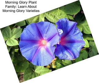 Morning Glory Plant Family: Learn About Morning Glory Varieties