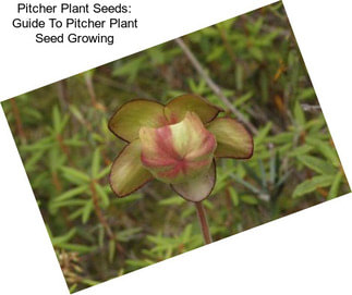 Pitcher Plant Seeds: Guide To Pitcher Plant Seed Growing