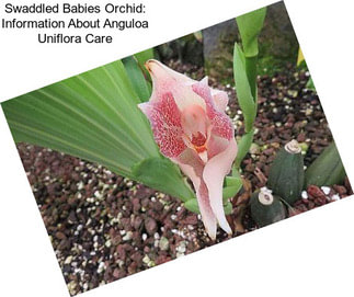 Swaddled Babies Orchid: Information About Anguloa Uniflora Care