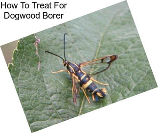 How To Treat For Dogwood Borer