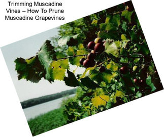 Trimming Muscadine Vines – How To Prune Muscadine Grapevines
