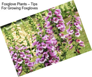 Foxglove Plants – Tips For Growing Foxgloves