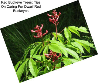 Red Buckeye Trees: Tips On Caring For Dwarf Red Buckeyes