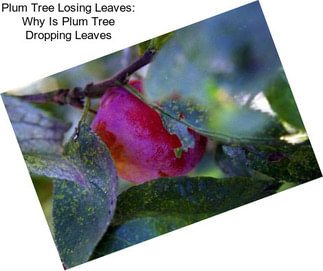 Plum Tree Losing Leaves: Why Is Plum Tree Dropping Leaves