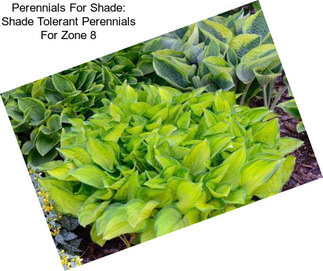 Perennials For Shade: Shade Tolerant Perennials For Zone 8