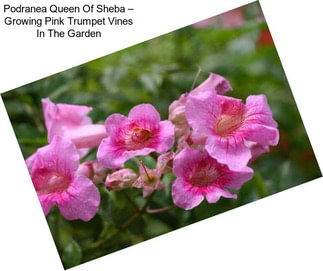 Podranea Queen Of Sheba – Growing Pink Trumpet Vines In The Garden