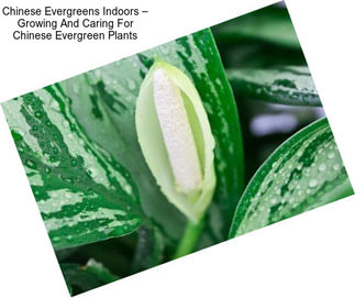 Chinese Evergreens Indoors – Growing And Caring For Chinese Evergreen Plants
