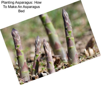 Planting Asparagus: How To Make An Asparagus Bed