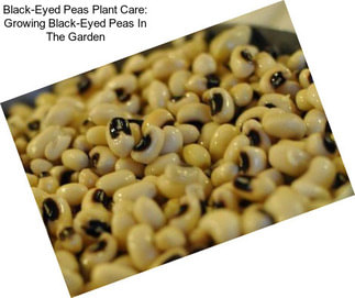 Black-Eyed Peas Plant Care: Growing Black-Eyed Peas In The Garden