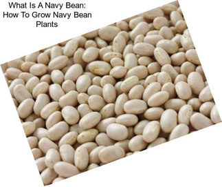 What Is A Navy Bean: How To Grow Navy Bean Plants