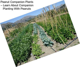 Peanut Companion Plants – Learn About Companion Planting With Peanuts