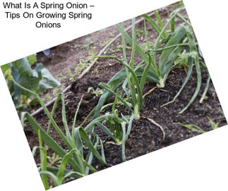 What Is A Spring Onion – Tips On Growing Spring Onions