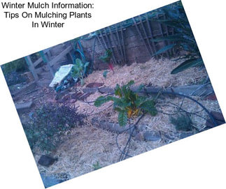 Winter Mulch Information: Tips On Mulching Plants In Winter