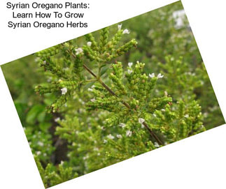 Syrian Oregano Plants: Learn How To Grow Syrian Oregano Herbs