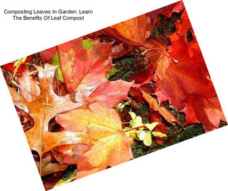 Composting Leaves In Garden: Learn The Benefits Of Leaf Compost